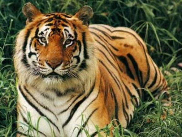 В Индии в 2021 году погибло рекордное количество тигров